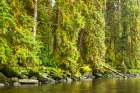 USA-Alaska-Tongass National Forest Forest reflects in Anan Creek Art Print